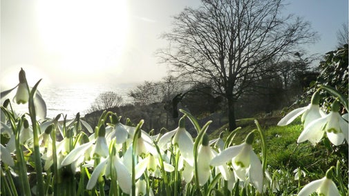 Plas yn Rhiw Snowdrops